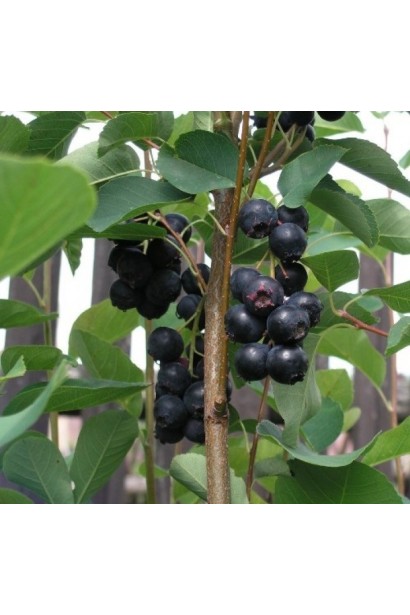 Amelanchier alnifolia Honeywood листя